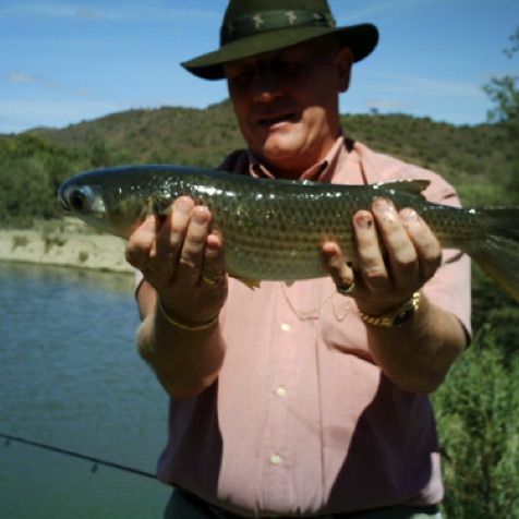 Little freshwater mullet (tainha)